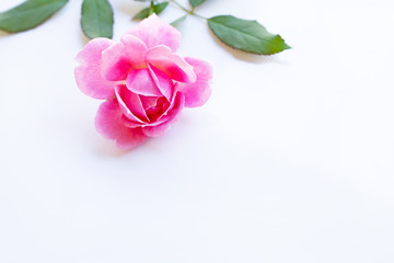 Pink rose on over white. Copy space, Concept background for Valentines Day