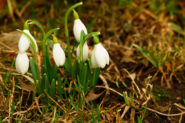 Snowdrop flowers
