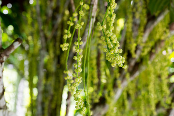 Baby fruit and flower of Rambeh tree or Baccaurea ramiflora