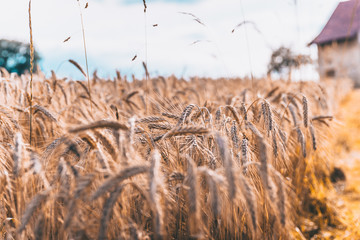 Feld im Sommer