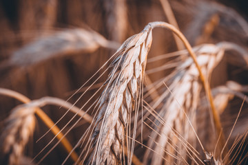 Feld im Sommer