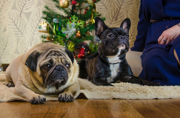 dogs at new year holidays. two pets: one of them is black, active french bulldog. another animal is sad beige, fawn pug. two room dogs lay near christmas tree. traditional holiday home.