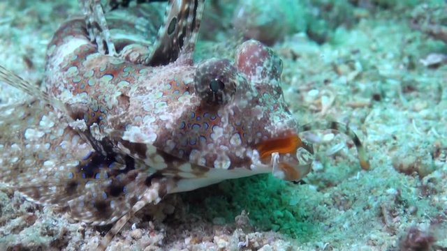  Fingered Dragonet (Dactylopus dactylopus) - Face Close Up - Philippines