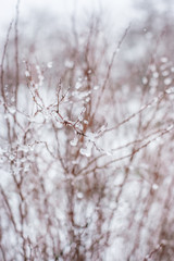 Frozen tree branches covered with white scaly ice.