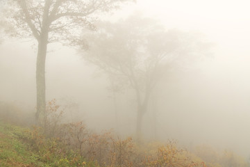Fototapeta na wymiar Morning fog along Blue Ridge Parkway; Virginia