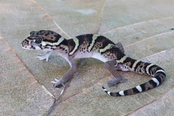 Central American Banded Gecko (Coleonyx mitratus) - photographed in the Puntarenas Province of Costa Rica.