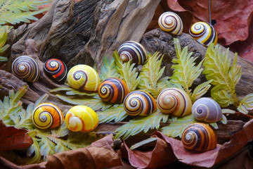 Snails : Polymita picta or Cuban snails one of most colorful and beautiful land snails in the wolrd...