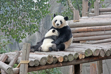 Gaint Panda.Mother Panda with small baby panda , endangered speicies and  protected. Selective focus. © Cheattha