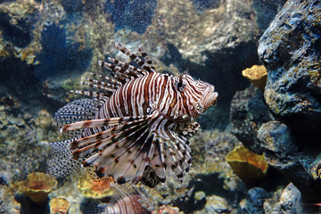Naklejka na ściany i meble Lionfish : Pterois is a genious of venomous marine fish, commonly known as Lionfish, Zebrafish, Firefish,turkeyfish, tastyfish or Butterfly-cod. Selective focus.