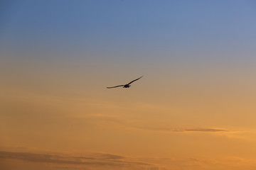 Fototapeta na wymiar Seagull flying alone during a tropical sunset