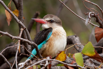 Brown-hooded Kingfisher in South Africa