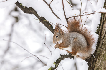 Naklejka na ściany i meble red squirrel sitting on tree branch and eating nut closeup. winter park scene background