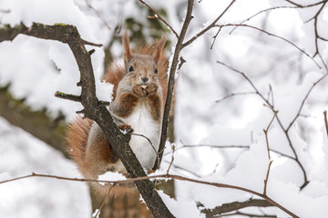 little red squirrel eats nut on tree branch in winter forest, closeup view