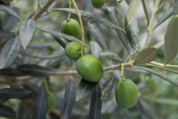 Green Olive trees garden, ready for harvest.Fresh olives.