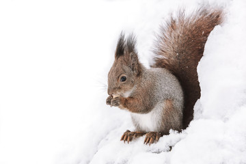 closeup image of red squirrel sitting on tree trunk with nut in winter forest