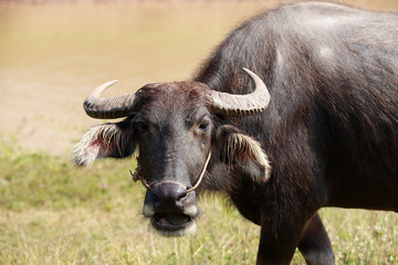 Buffalo Half full eating Grass, Waterfront.