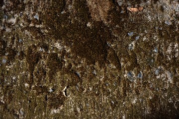 green moss dry on stone texture and background