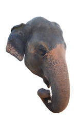 Fototapeta na wymiar Elephant head isolated on white.