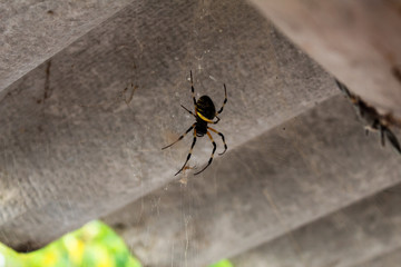 spider on leaf
