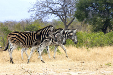 Fototapeta na wymiar Three Zebras walking in tandem 