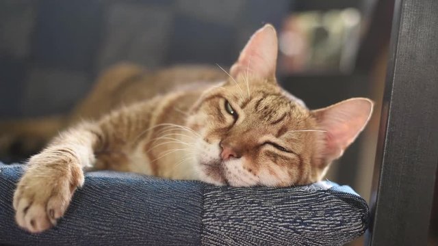 lazy tabby cat sleeping