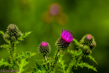 flower of thistle