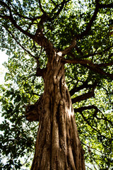 Fototapeta premium A tree and its top