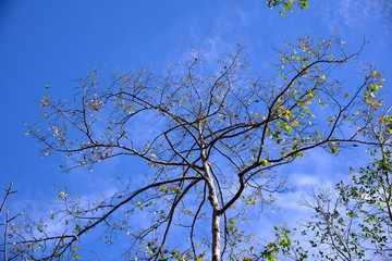Trees in spring on blue sky background