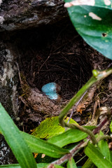 Birds' nest with eggs.