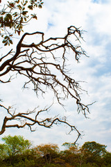 Obraz premium Dry branches in the sky