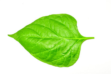 Obraz premium Green chilli leave