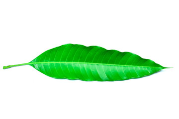 Obraz premium Green leave on isolated