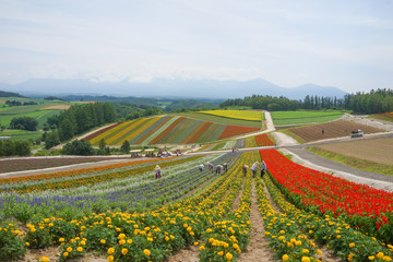 Colorful flower garden in Hokkaido, Japan.