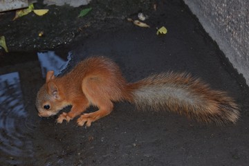 little squirrel