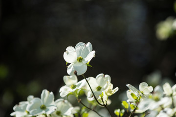 dogwood tree in full flower