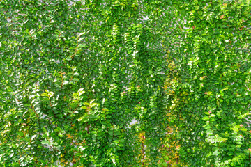 green creeper plant on wall with sunshine in the morning