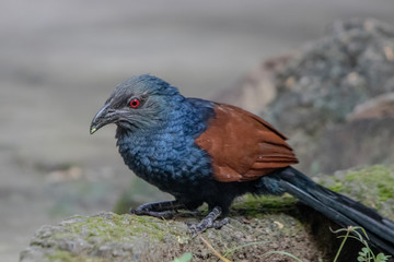 Crow Pheasant