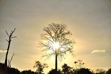 ฺBig tree shadow on sun light background