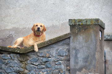 Lazy dog on a fence 
