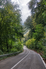 Fototapeta premium Empty road cutting through the forest in lake Bracciano