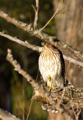 Cooper's Hawk on branches