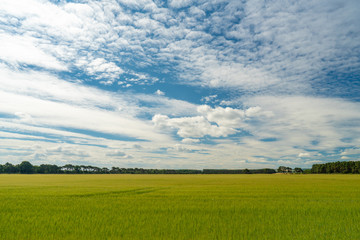 Beautiful Wheat Field in Scotland