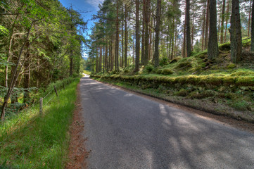 Fototapeta na wymiar Scotland Open Road in the Forest