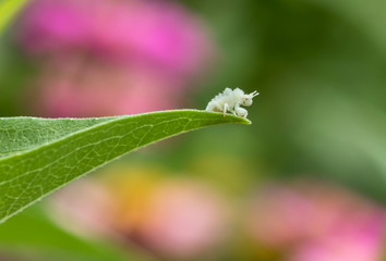 Jagged ambush bug nymph