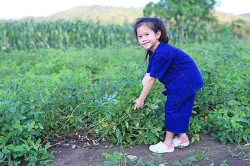 Little farmer harvest peanuts on agriculture plantation.