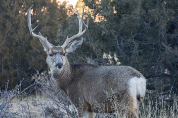 Great Sand Dunes National Park Colorado Deer with Antlers