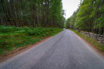 Scotland Forest Road