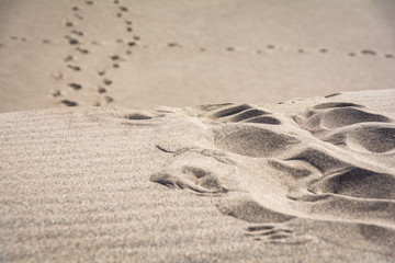 Obraz premium Great Sand Dunes National Park Colorado Sand Texture Foot Prints