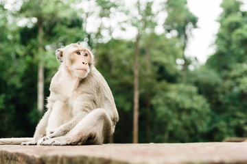 Monkey's of Siem Reap