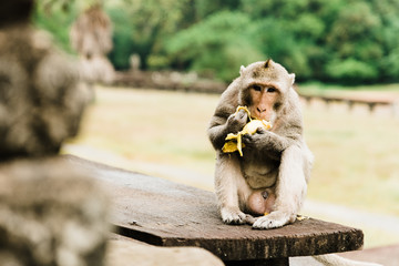 Monkey's of Siem Reap